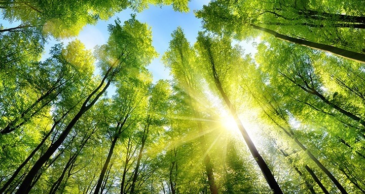 Trees in Sunlight